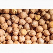 Нут (Chickpeas), Петропавловск