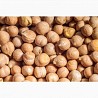 Нут (Chickpeas), Петропавловск