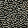Вика (Spring Vetch), Петропавловск