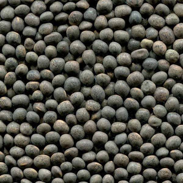 Вика (Spring Vetch), Петропавловск Петропавловск - изображение 1