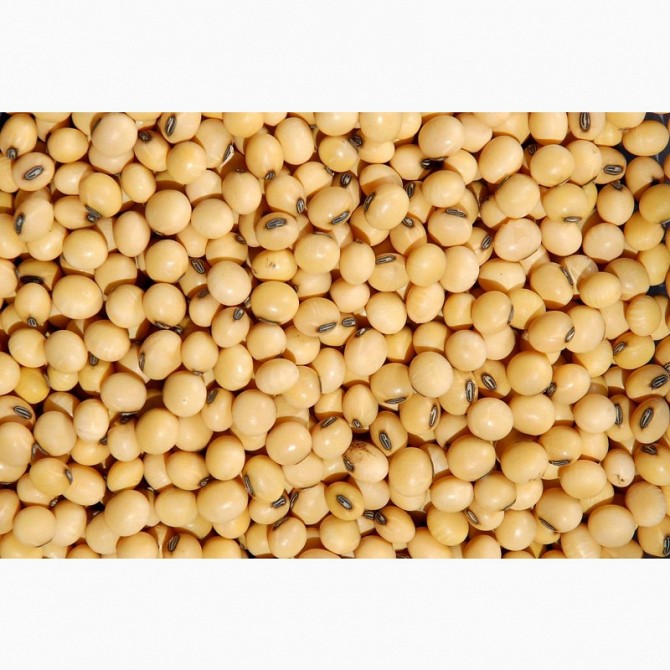 Соя (Soyabean), Петропавловск Петропавловск - изображение 1