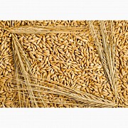 Продам ячмень, Державинск + Жаркаинский район