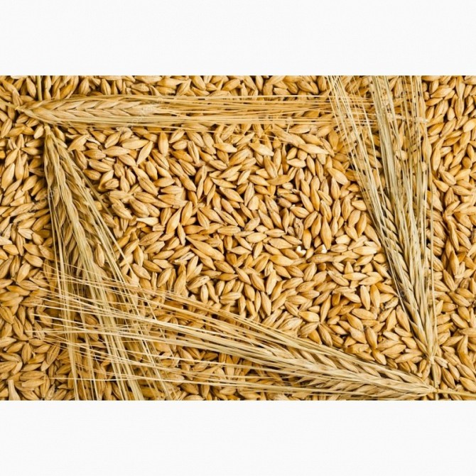 Продам ячмень, Державинск + Жаркаинский район Державинск - изображение 1