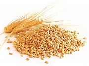 Продам пшеницу мягкую 3 класса Акмолинская обл, Алма-Ата