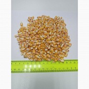 Продам кукурузу кормовую, Кокшетау