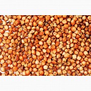 Сорго (Sorghum), Петропавловск