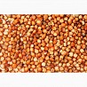 Сорго (Sorghum), Петропавловск