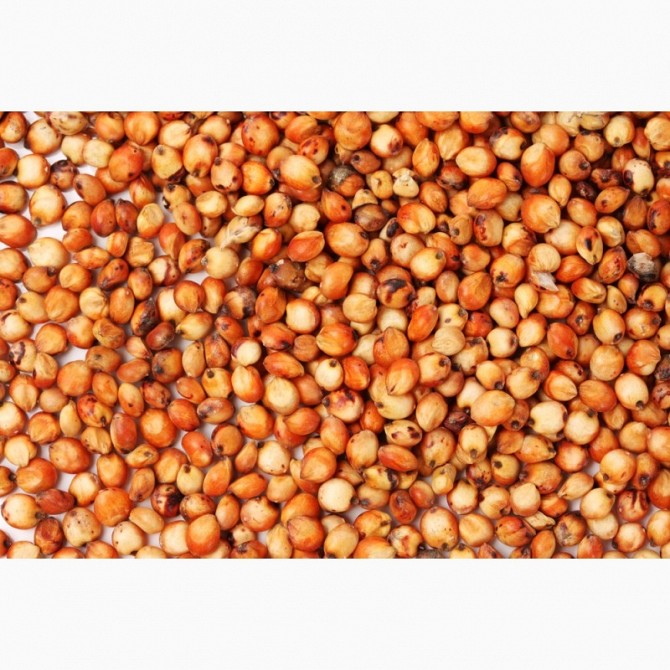 Сорго (Sorghum), Петропавловск Петропавловск - изображение 1
