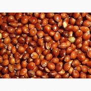 Просо красное (Millet red), Петропавловск