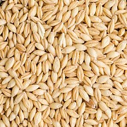 Ячмень фуражный (Feed barley), Петропавловск