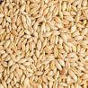 Ячмень фуражный (Feed barley), Петропавловск