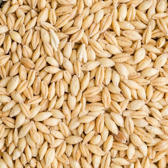 Ячмень фуражный (Feed barley), Петропавловск Петропавловск - изображение 1