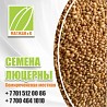 Продается семена люцерны отличного качества, Кызылорда