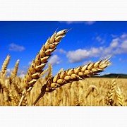 Продаём пшеницу 5 класс пророст до 80%, Затобольск + Костанайский район