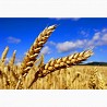 Продаём пшеницу 5 класс пророст до 80%, Затобольск + Костанайский район