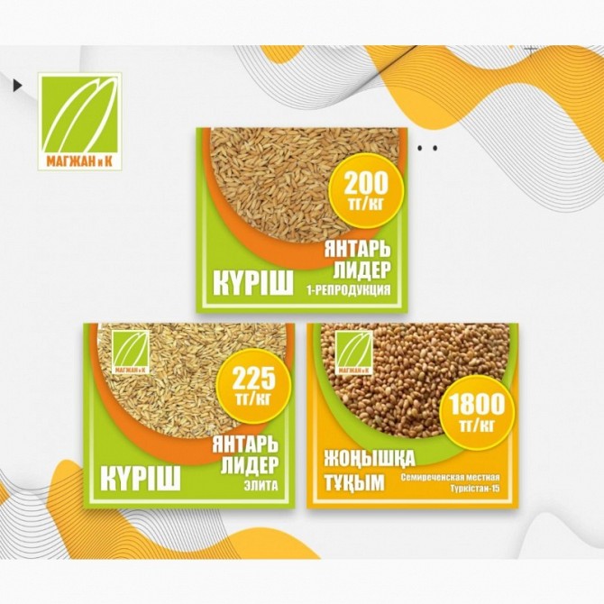 Семена люцерны, Кызылорда Кызылорда - изображение 1