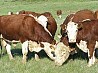 казахская белоголовая в казахстане продажа живым весом