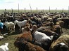 Продаются овцы,бараны едилбай.