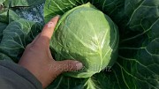 Капуста