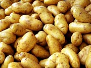 Продаем среднеранний картофель голландских сортов