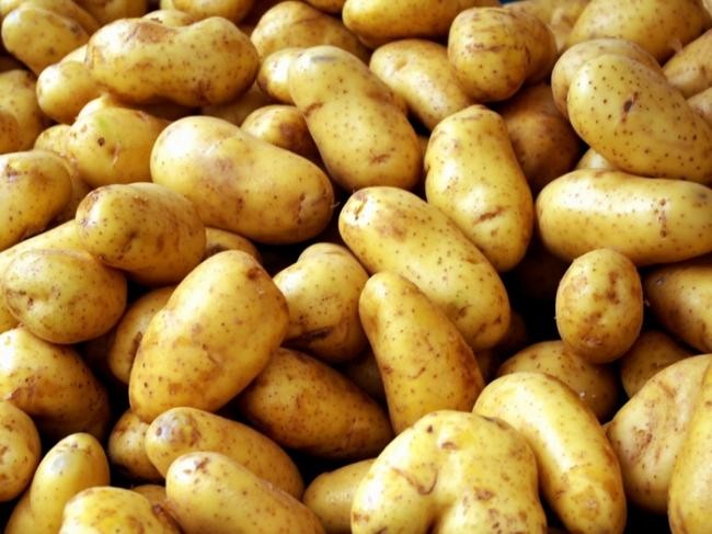 Продаем среднеранний картофель голландских сортов Алматы - изображение 1