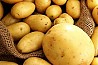 Свежая картошка