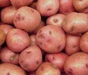 Картофель столовый оптом. Принимаем предварительные заявки. Цены ниже рыночной, договорная.