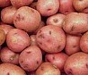 Картофель столовый оптом. Принимаем предварительные заявки. Цены ниже рыночной, договорная.