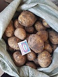 Картофель продам