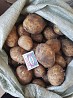 Картофель продам