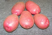 Картофель сорт Ред Скарлет