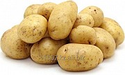 Картофель