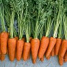 Продам морковь