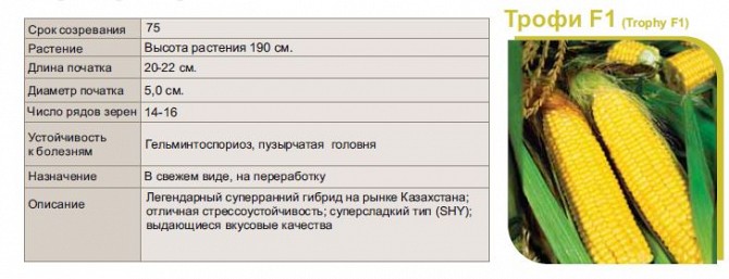 Семена кукурузы Трофи F1 Павлодар - изображение 1