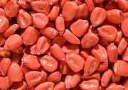 Семена кукурузы МАШУК 355