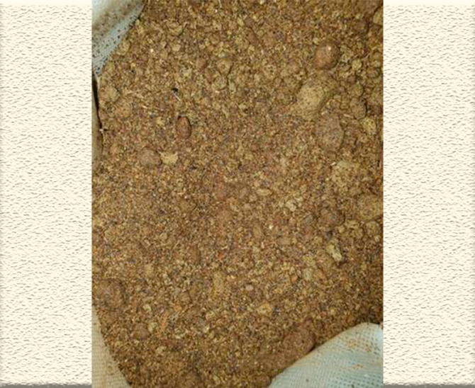 шрот рапсовый Астана - изображение 1