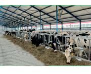 Поставка КРС из Европы