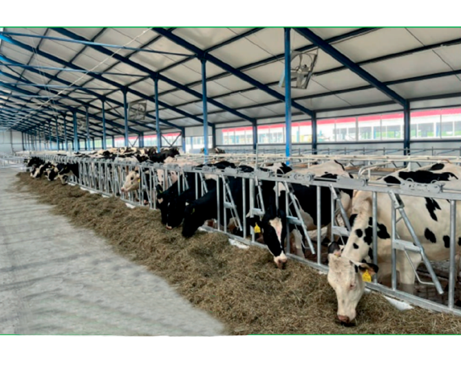 Поставка КРС из Европы Астана - изображение 1