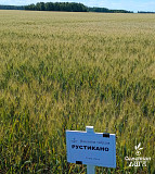 Семена пшеницы твердой яровой сорт Рустикано