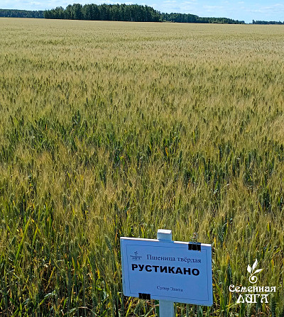 Семена пшеницы твердой яровой сорт Рустикано Петропавловск - изображение 1