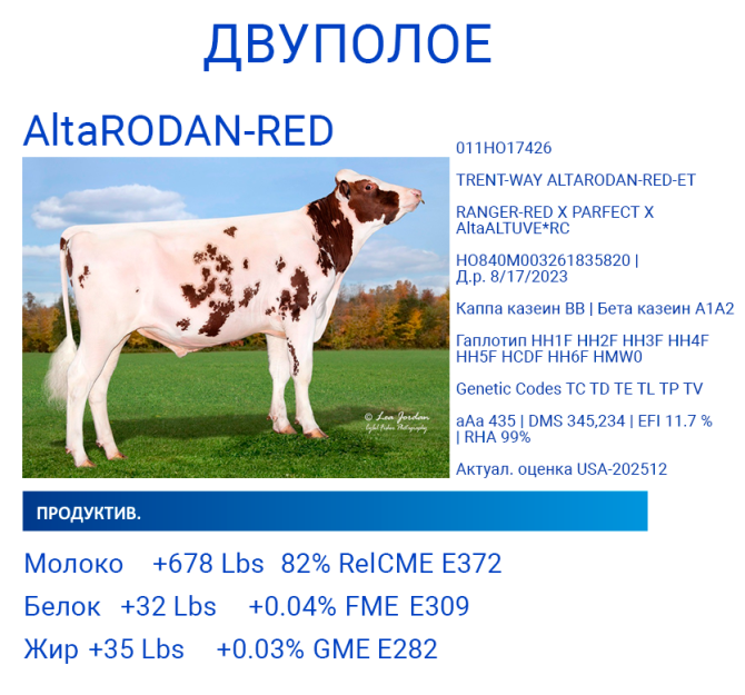 Спермодозы красный голштин двуполое Кокшетау - изображение 1