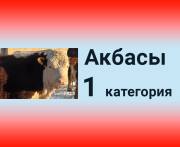 Бычки казахской белоголовой