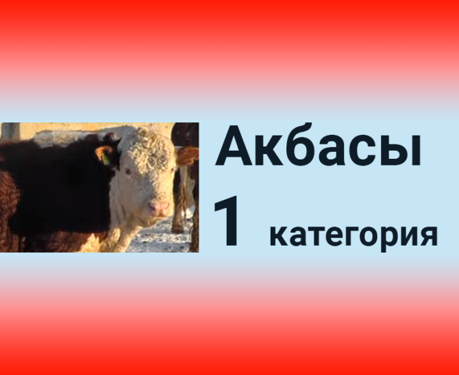 Бычки казахской белоголовой Кокшетау - изображение 1